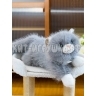 Мягкая игрушка Котик ОДНОТОН 40 см (муз) (ВЫБОР ЦВЕТА) CAT40